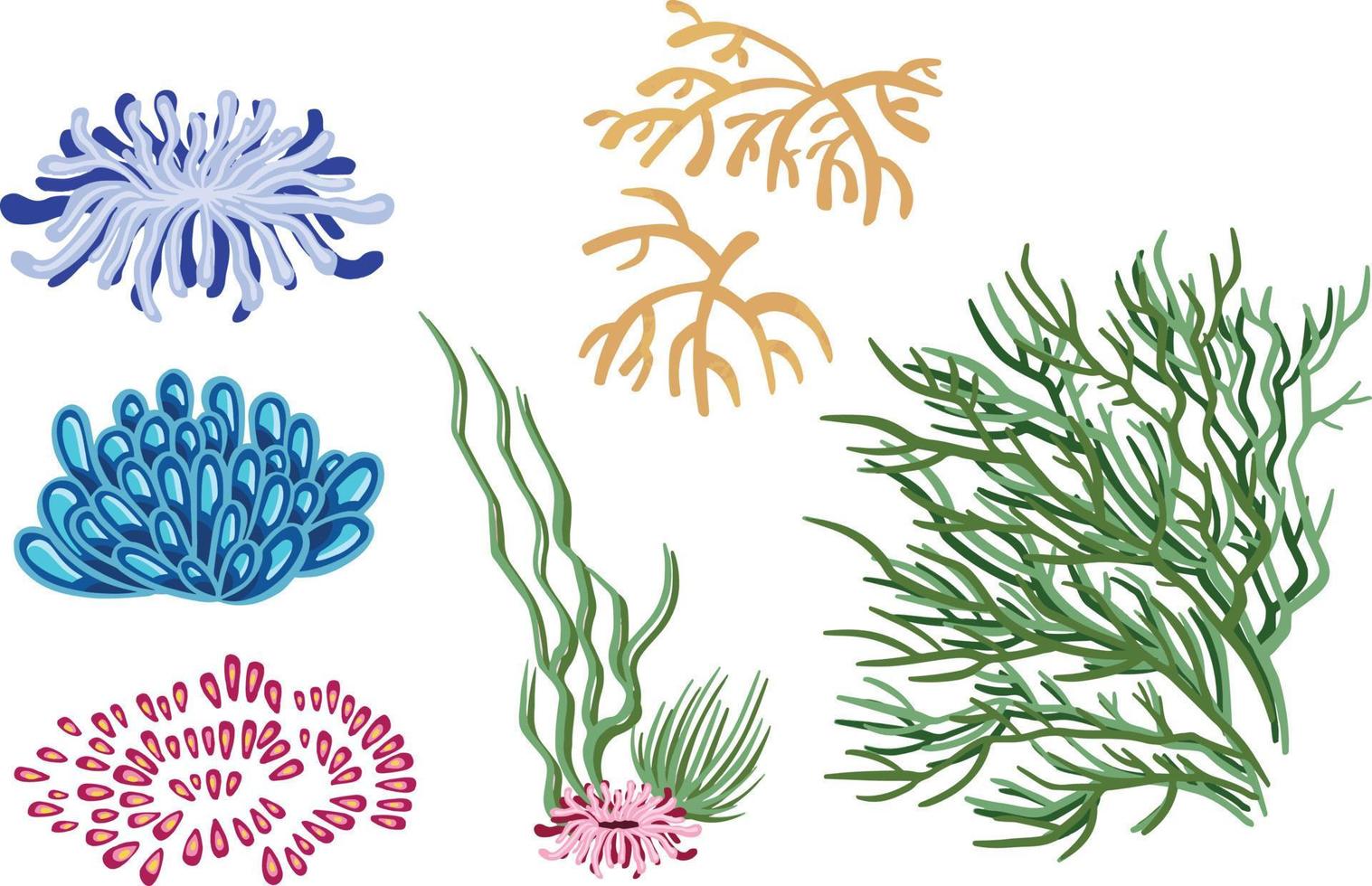 ensemble de plantes vectorielles marines, algues dessinées à la main vecteur