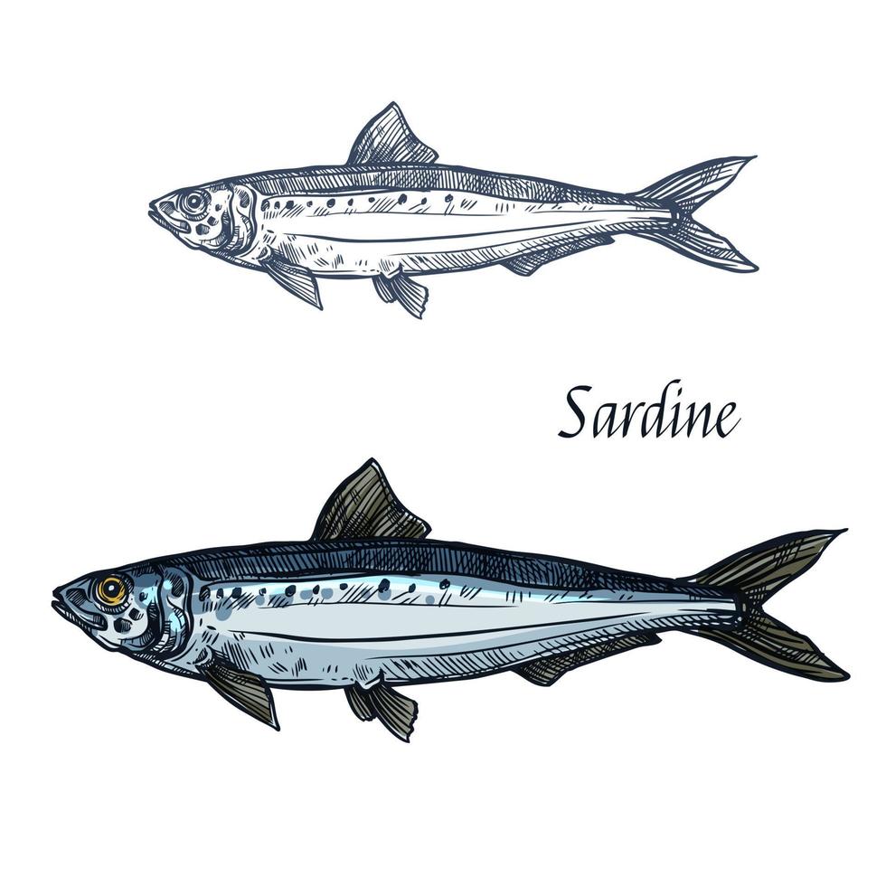 icône de croquis isolé de vecteur de poisson sardine