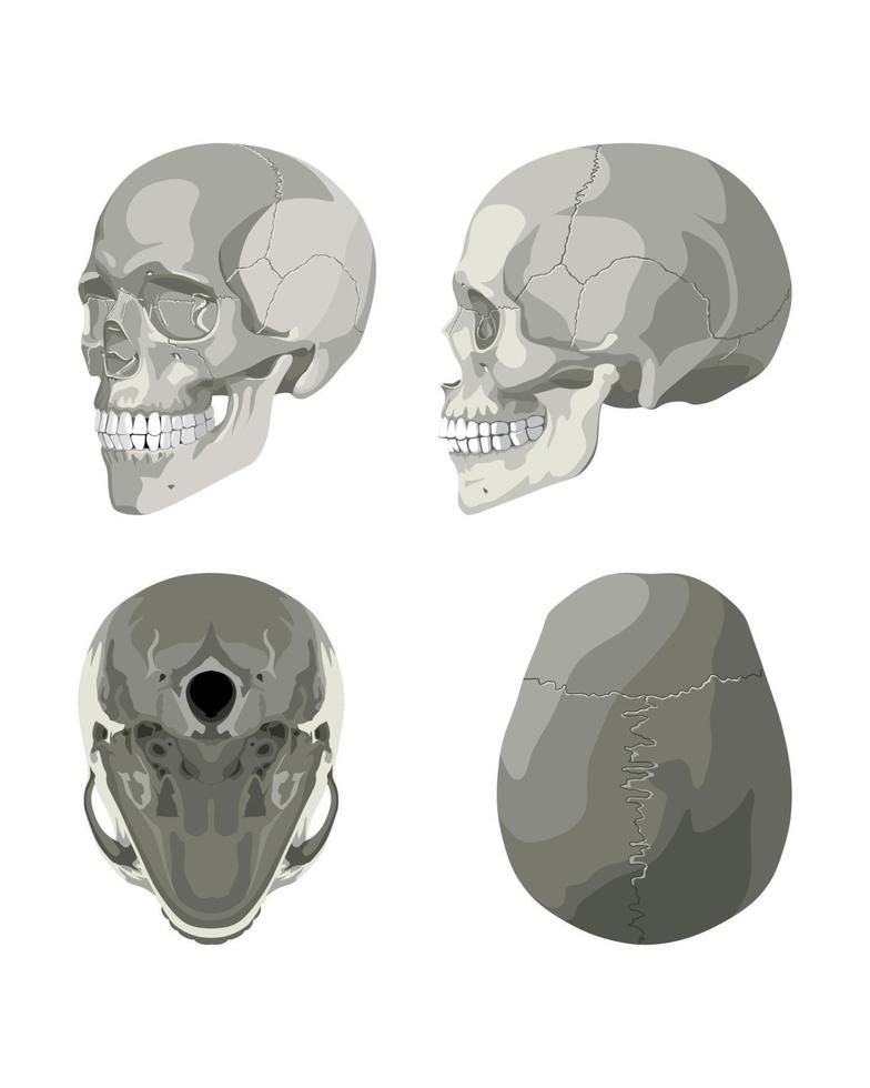 crâne dans différentes projections vecteur