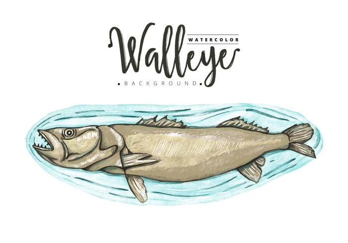 Fond de Walleye gratuit vecteur