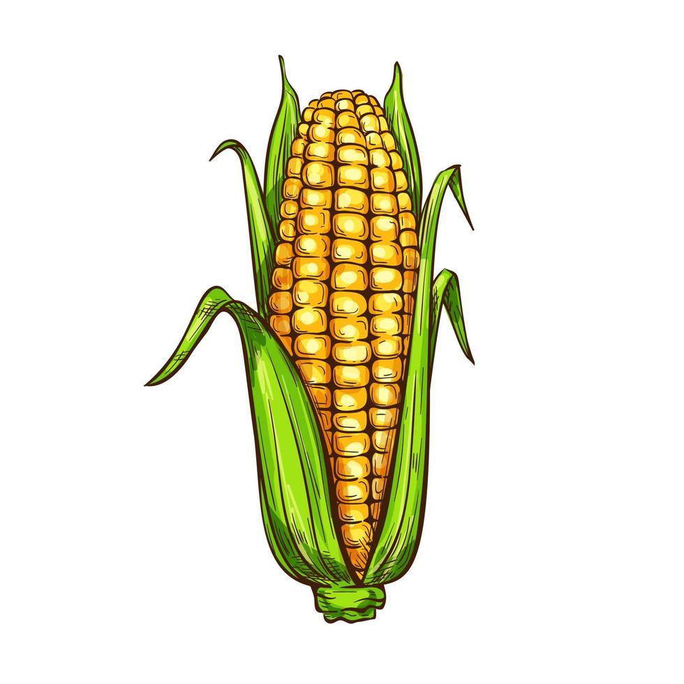 maïs maïs vecteur croquis légume icône