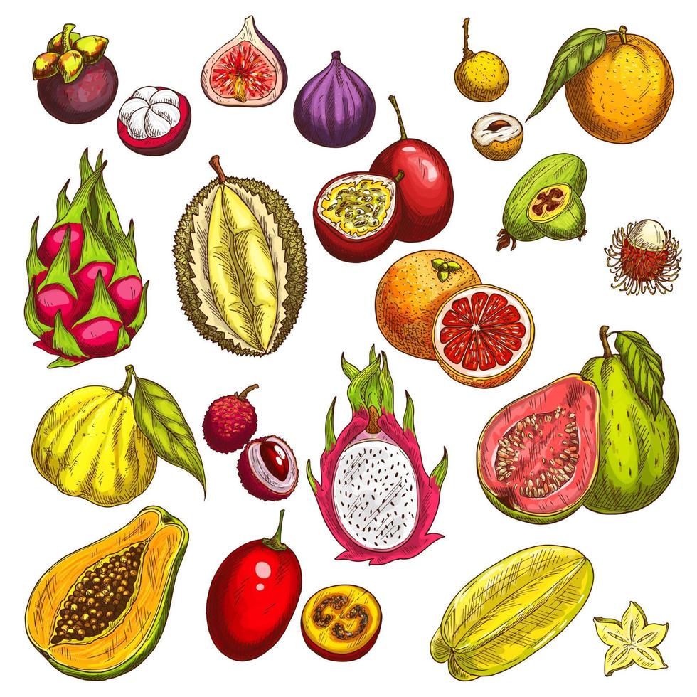 icônes de croquis de vecteur de fruits exotiques tropicaux