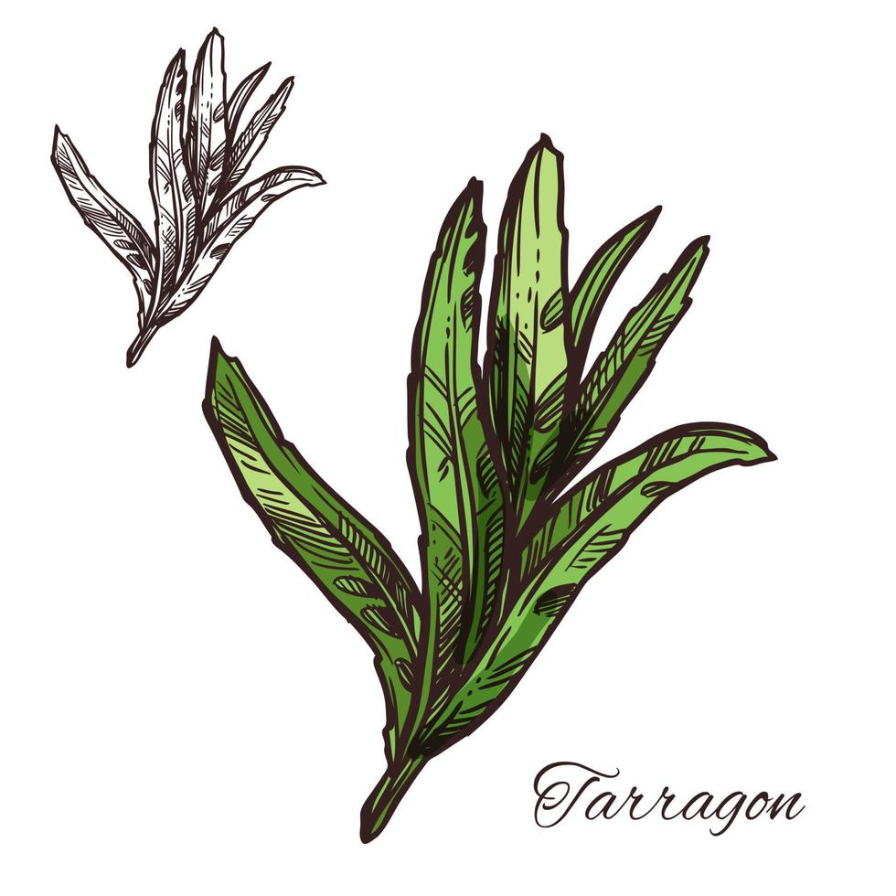 estragon, croquis de feuille verte d'estragon d'herbe d'épice vecteur