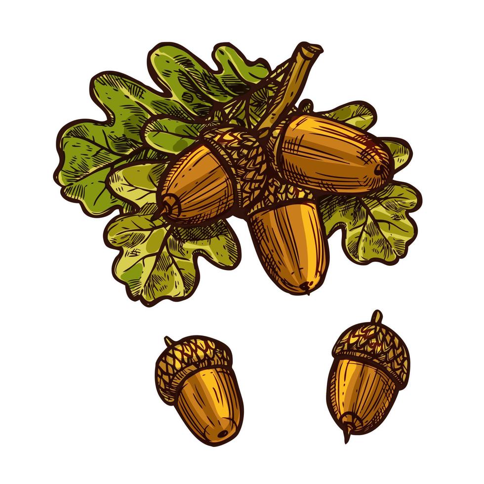 icône de vecteur de croquis de jour de thanksgiving de gland de feuille de chêne