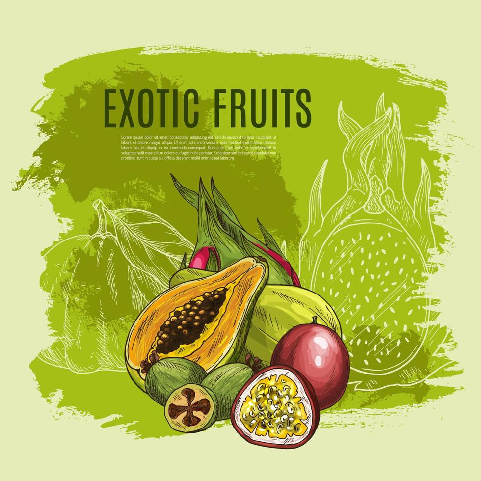 affiche de croquis de fruits exotiques pour la nourriture, la conception de boissons vecteur