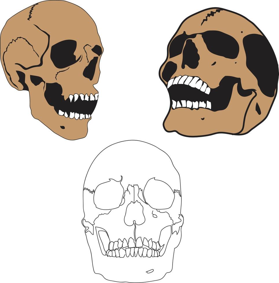 illustration de crâne humain vecteur