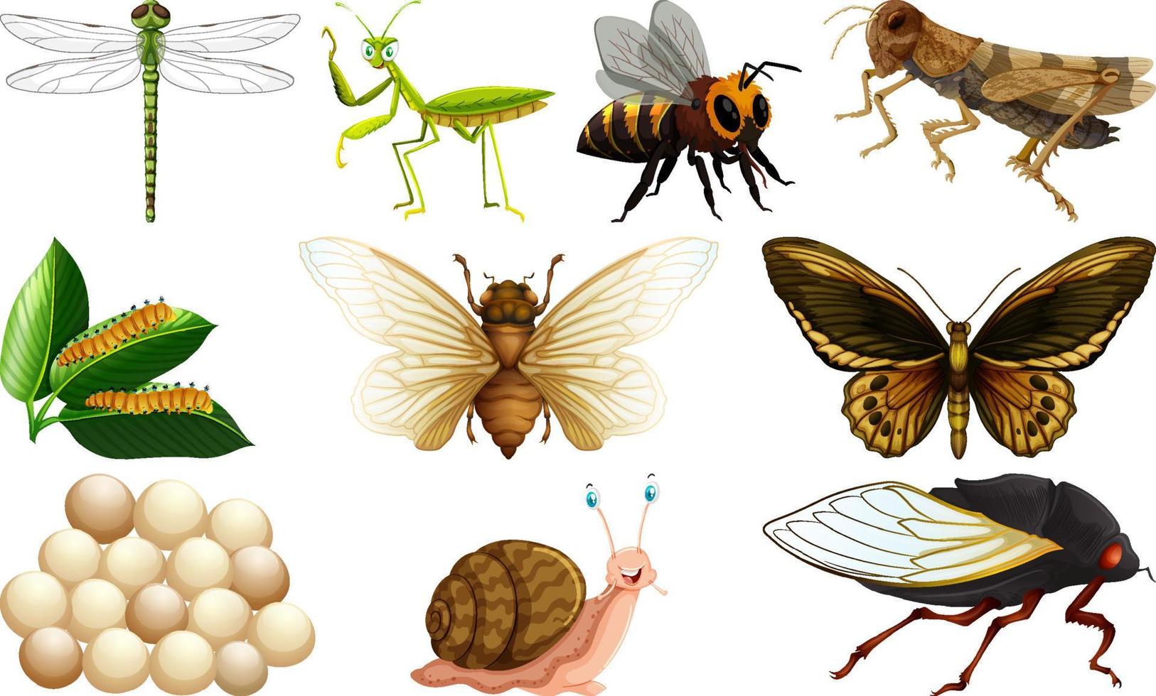 différents types de collection d'insectes vecteur