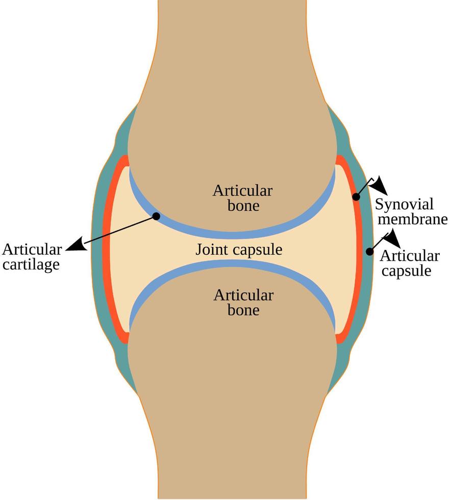 structure générale d'une articulation synoviale vecteur