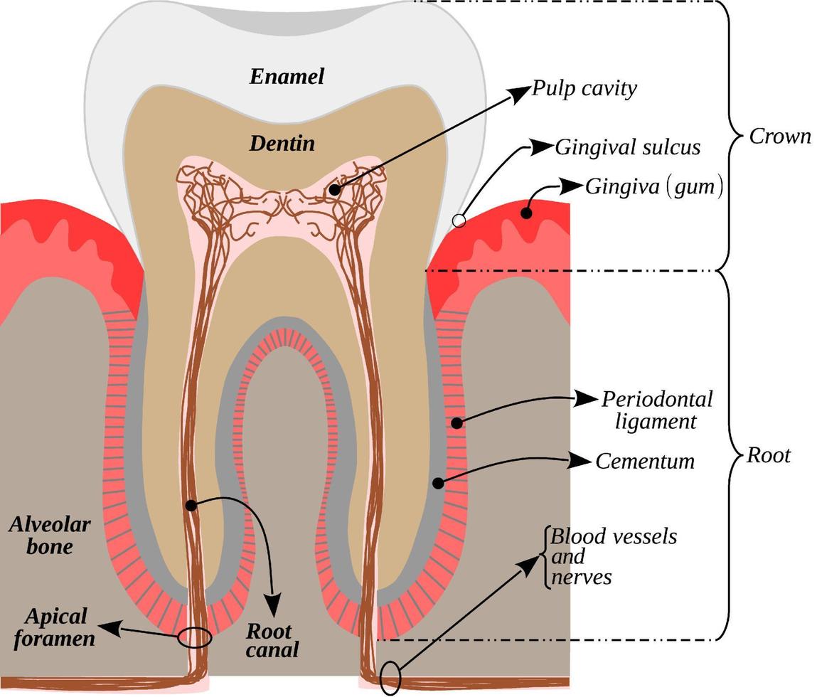 infographie avec les parties d'une dent humaine - anatomie de la dent vecteur