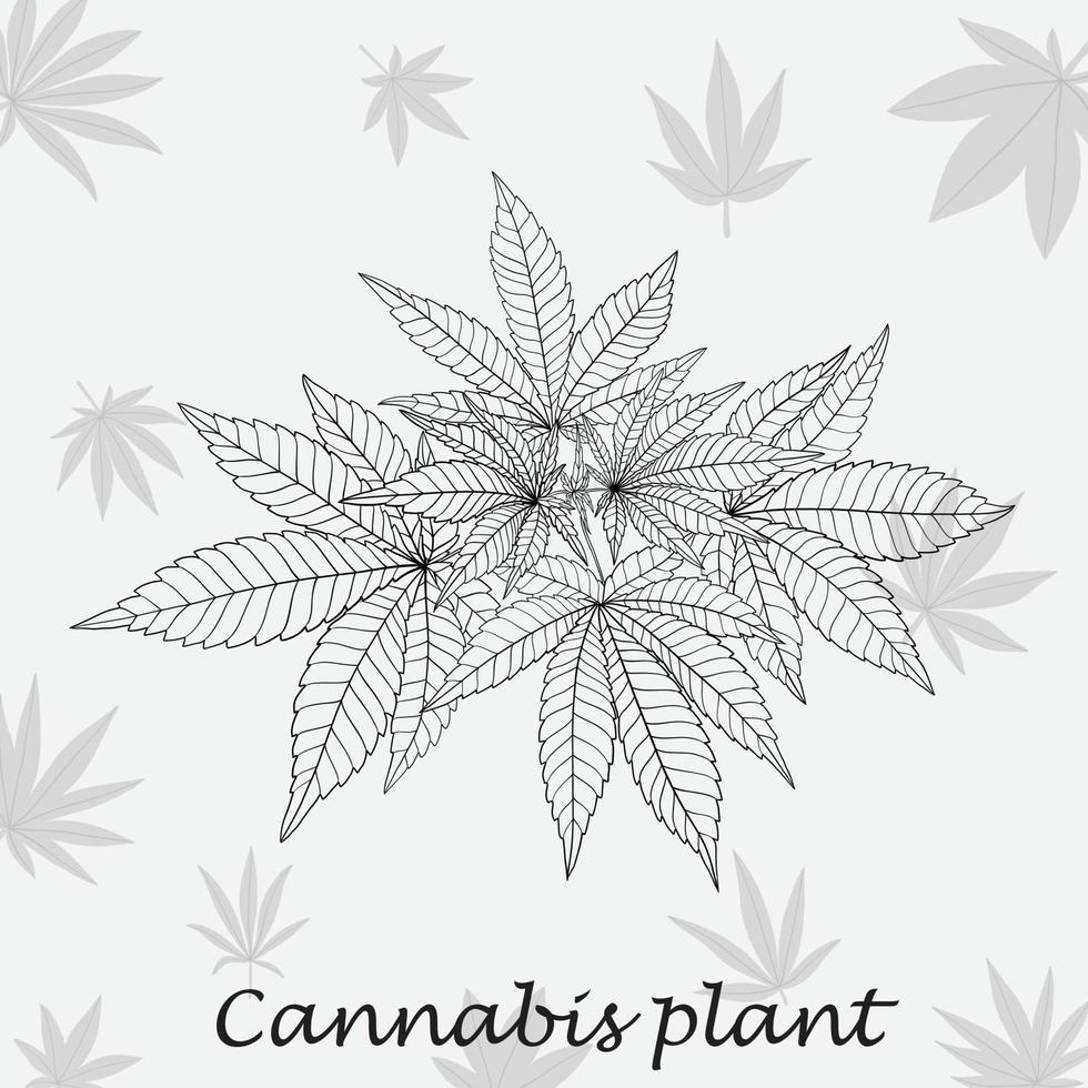 conception plate de dessin à main levée de plante de cannabis de simplicité. vecteur