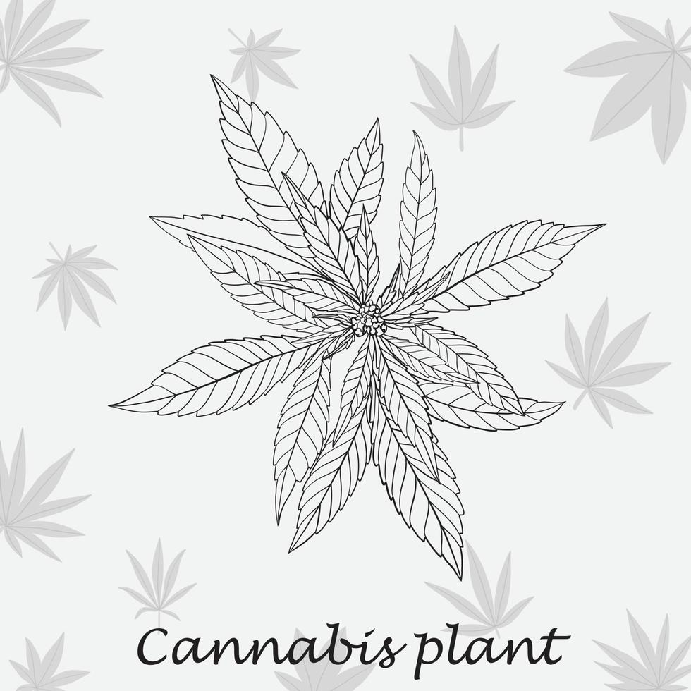 conception plate de dessin à main levée de plante de cannabis de simplicité. vecteur