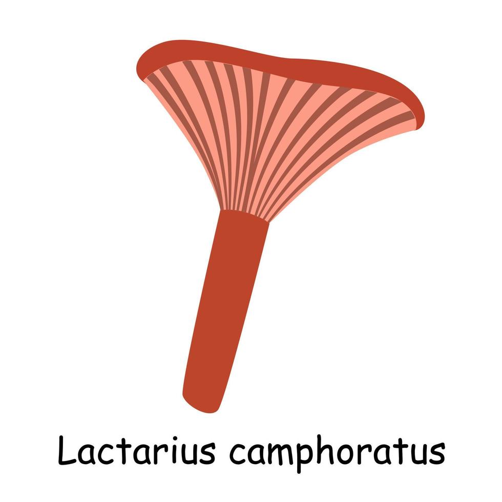un vecteur plat d'un champignon comestible isolé sur fond blanc.