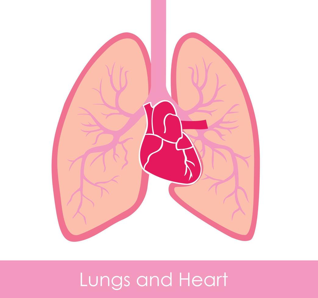 poumons et illustration vectorielle d'icône de coeur. vecteur