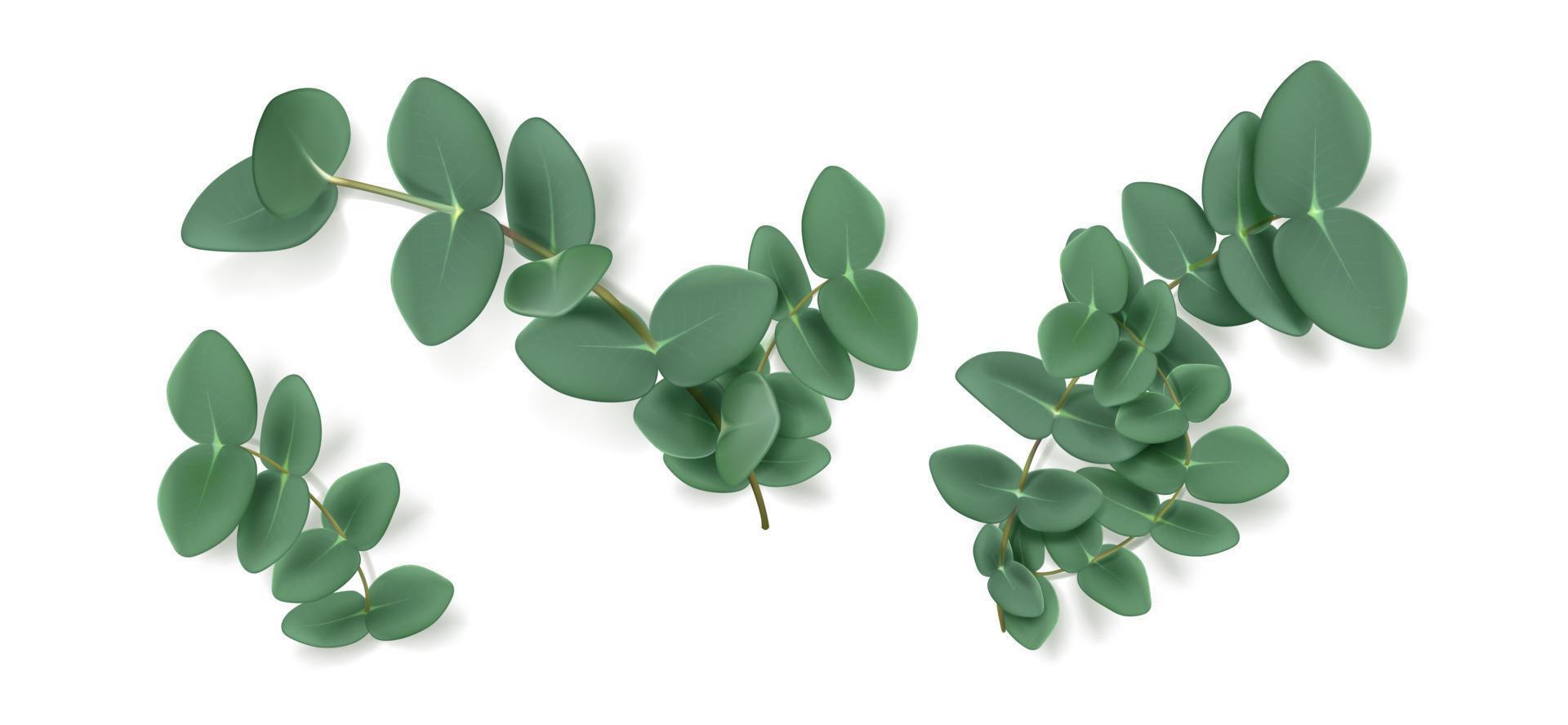 feuilles et branches d'eucalyptus, herbe aromatique vecteur