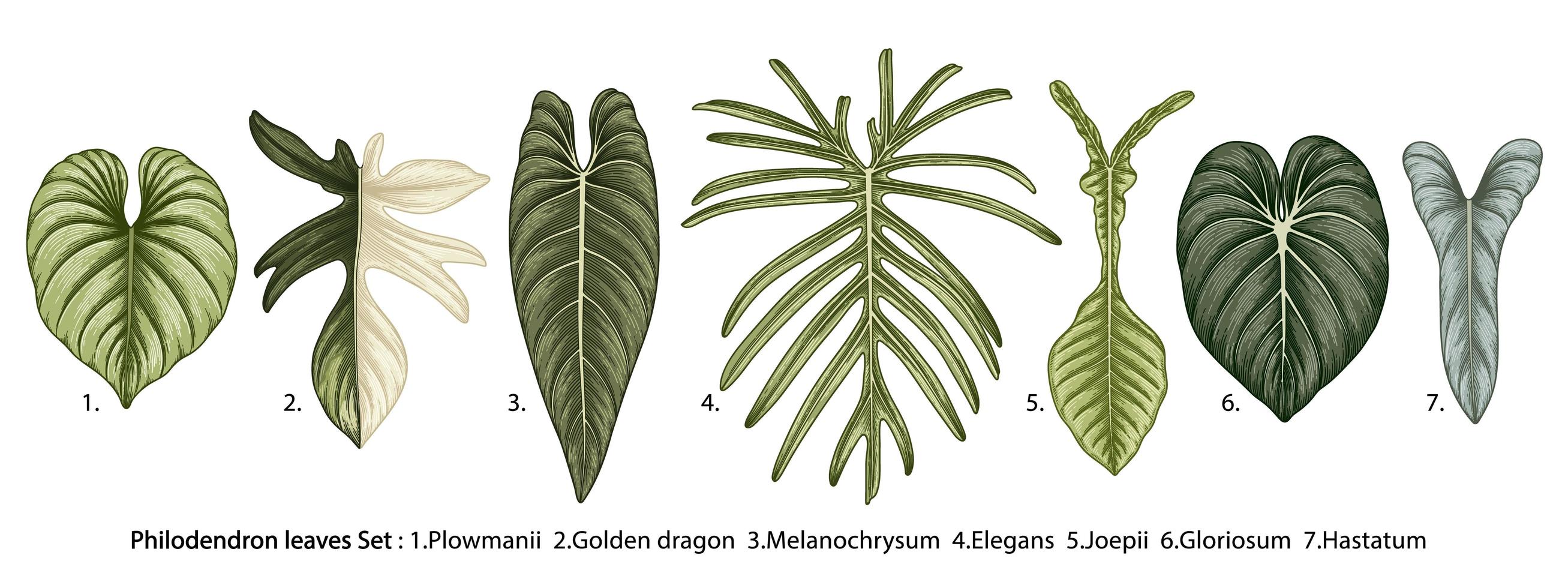 ensemble de feuilles de philodendron vintage vecteur