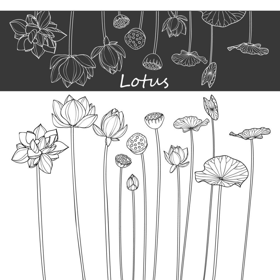 conception de dessins de fleurs de lotus vecteur