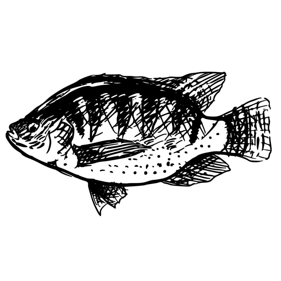 dessinée à la main d'un poisson tilapia vecteur