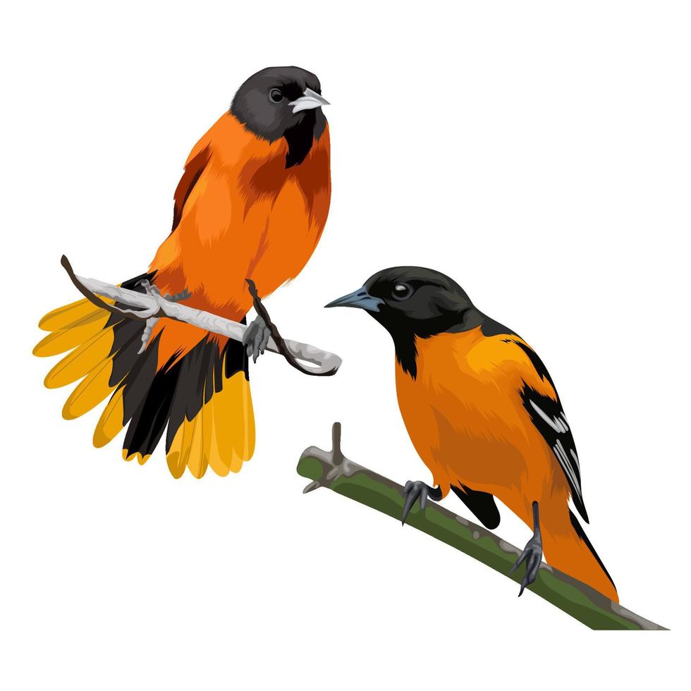 deux vecteurs d'oiseaux d'oriole de baltimore vecteur