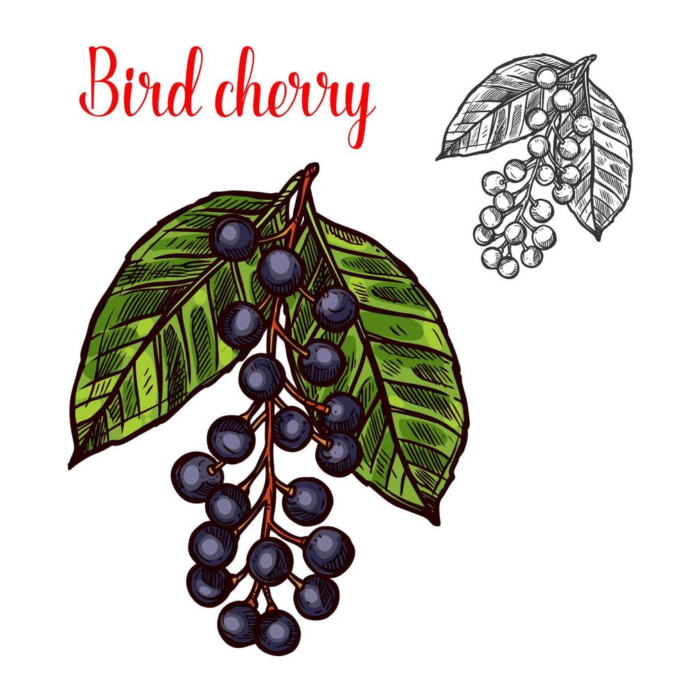 oiseau cerise vecteur croquis fruit berry icône