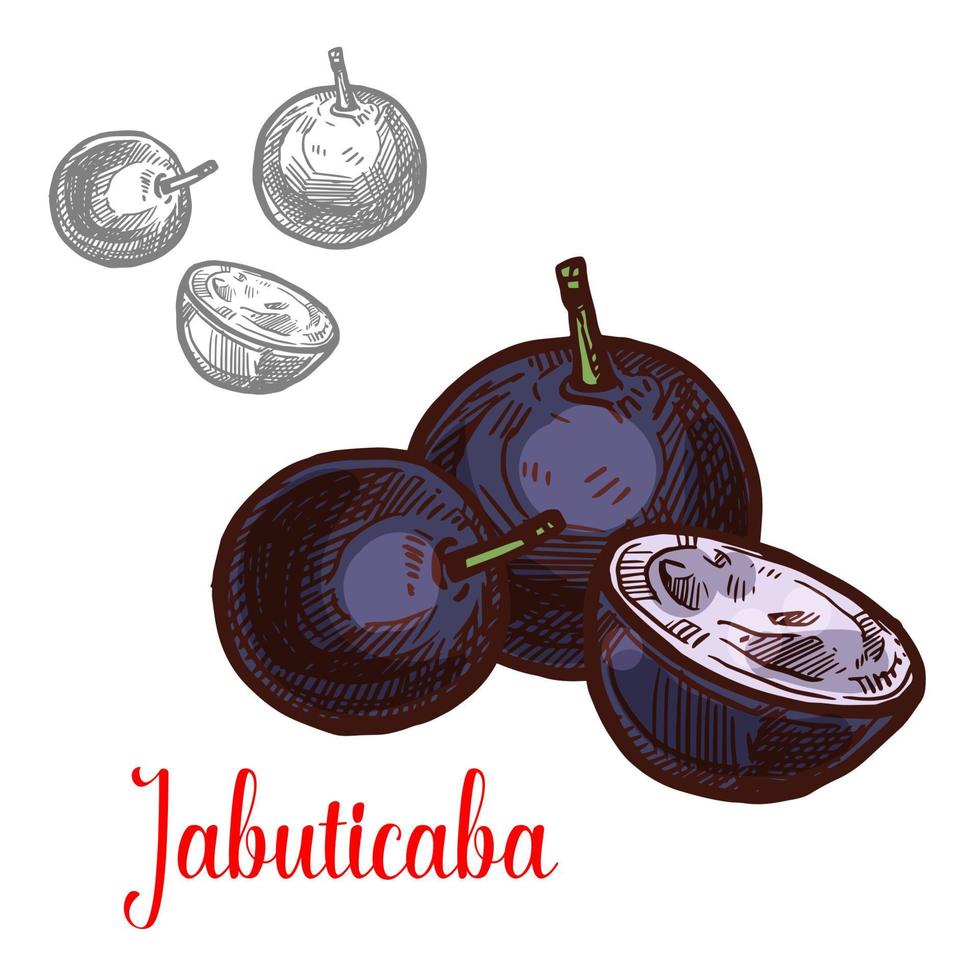 jabisticaba fruit d'un croquis d'arbre brésilien exotique vecteur