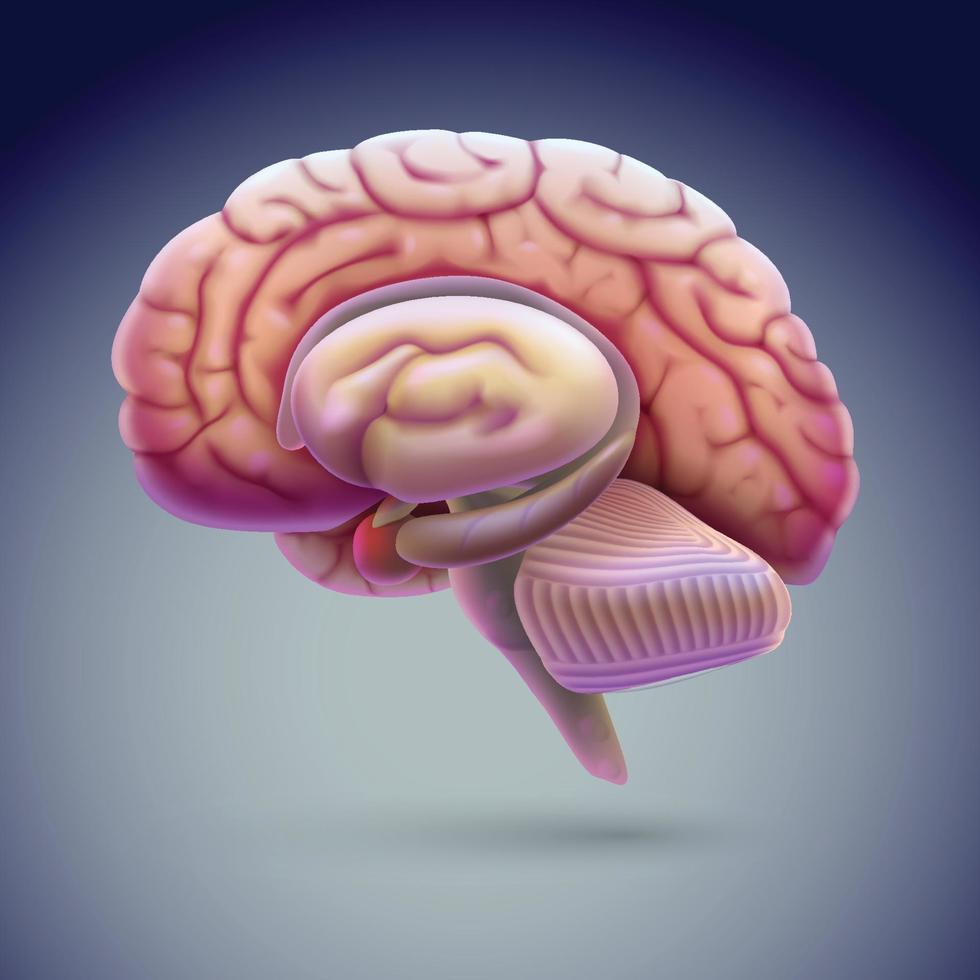 vue latérale réaliste de l'illustration 3d du cerveau flottant sur un fond gris-noir. vecteur