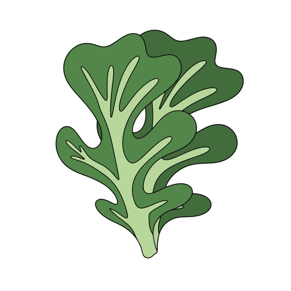 feuilles de laitue en feuilles de chêne, nourriture végétarienne biologique saine, illustration vectorielle sur fond blanc vecteur