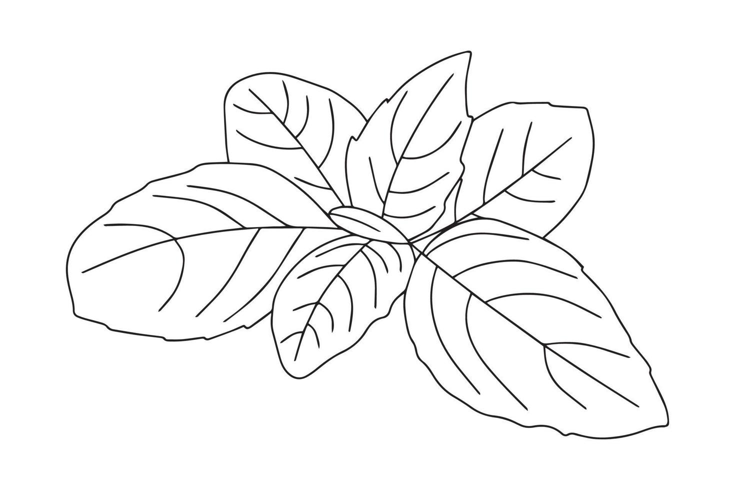 icône de feuille de basilic. illustration vectorielle de feuilles de basilic isolées sur fond blanc. vecteur