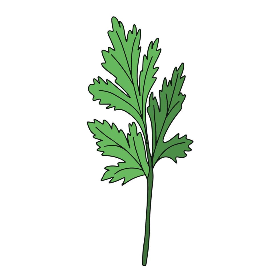 coriandre isolé sur fond blanc. illustration vectorielle d'herbes vertes parfumées dans un style plat. vecteur