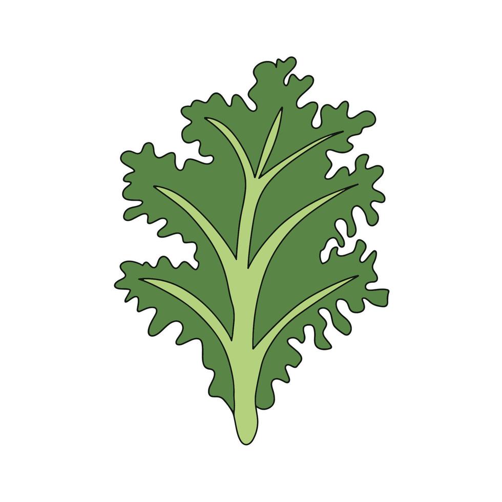 chou frisé, légume à feuilles vert foncé. illustration vectorielle de feuille de chou. vecteur