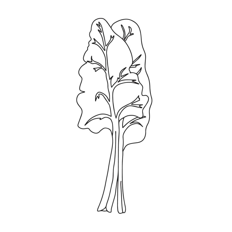 feuilles de mangold ou de bette à carde. produit de nutrition alimentaire sain. concept de style de vie, herbe culinaire. illustration vectorielle plane. élément de conception pour le menu, la promotion des produits agricoles, les aliments sains, la cuisine. vecteur