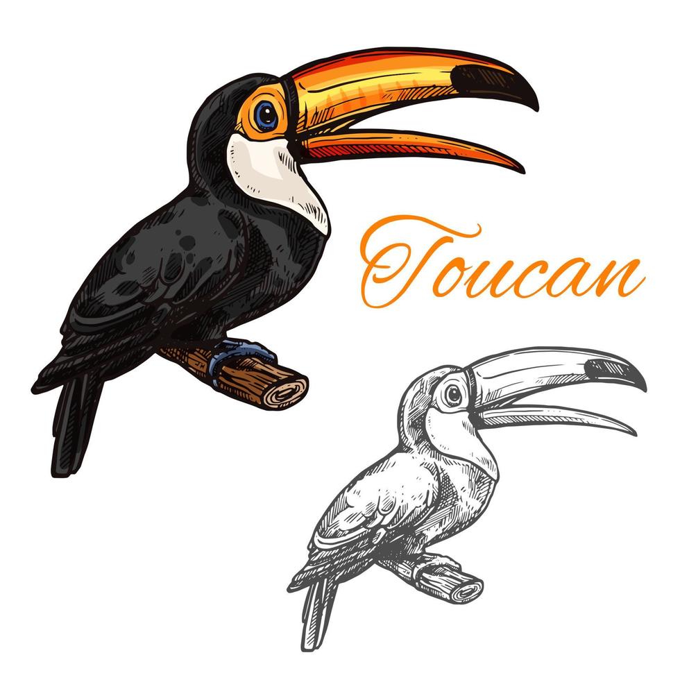 toucan vecteur croquis icône oiseau exotique sauvage