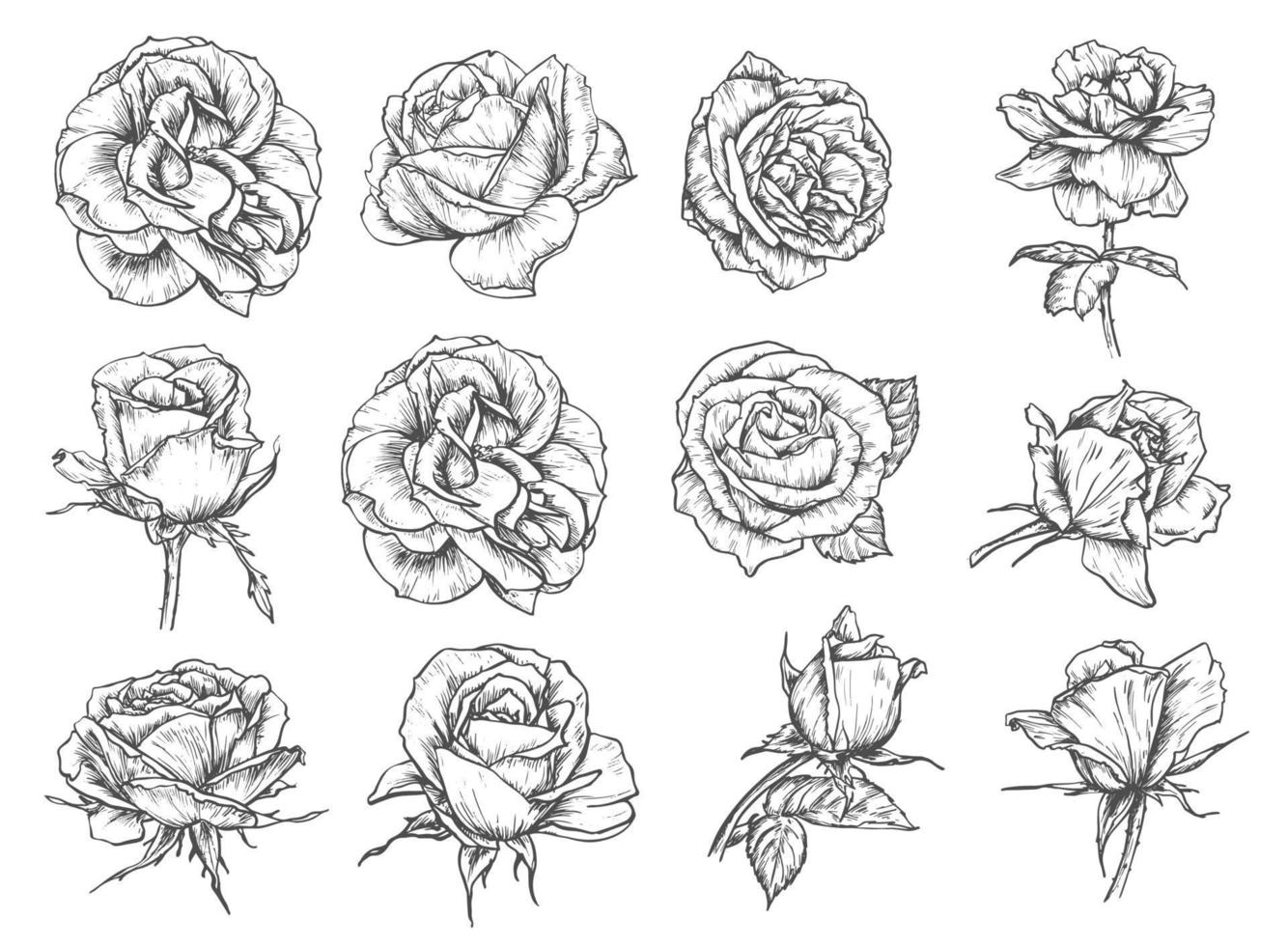 vecteur, fleurs, roses, croquis, icônes vecteur