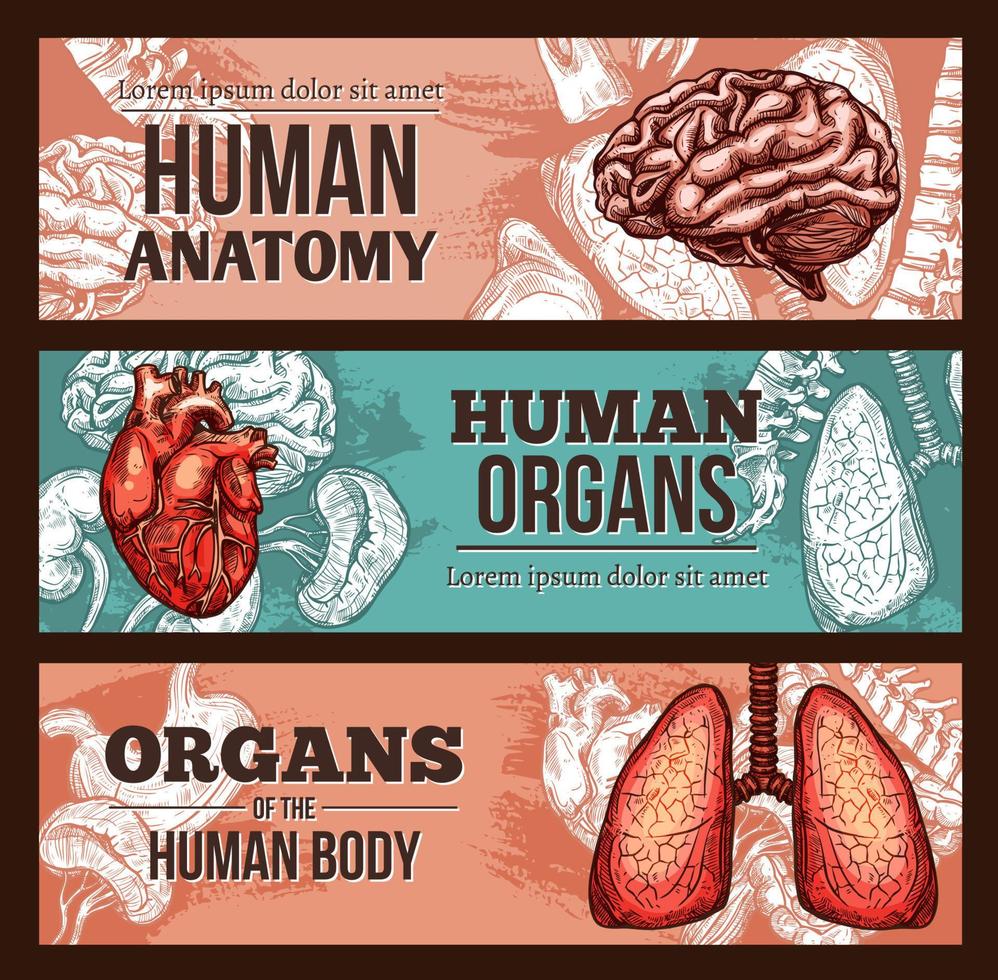 bannière de croquis d'anatomie d'organe humain avec des parties du corps vecteur