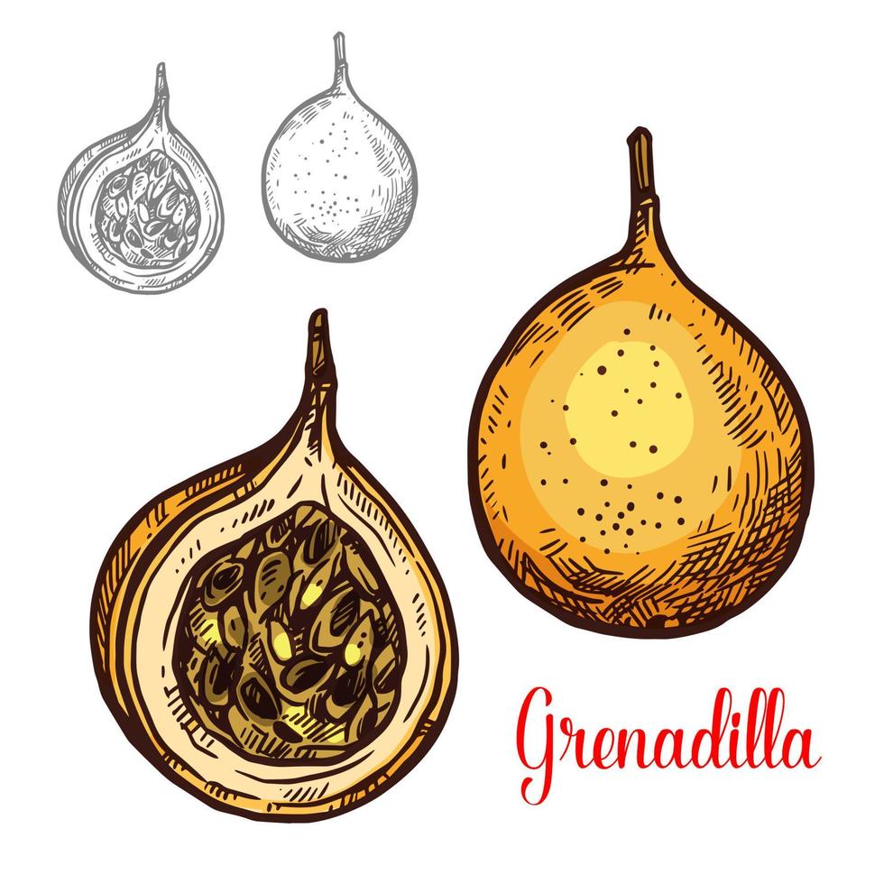 icône de fruit de croquis exotique de vecteur de grenadille