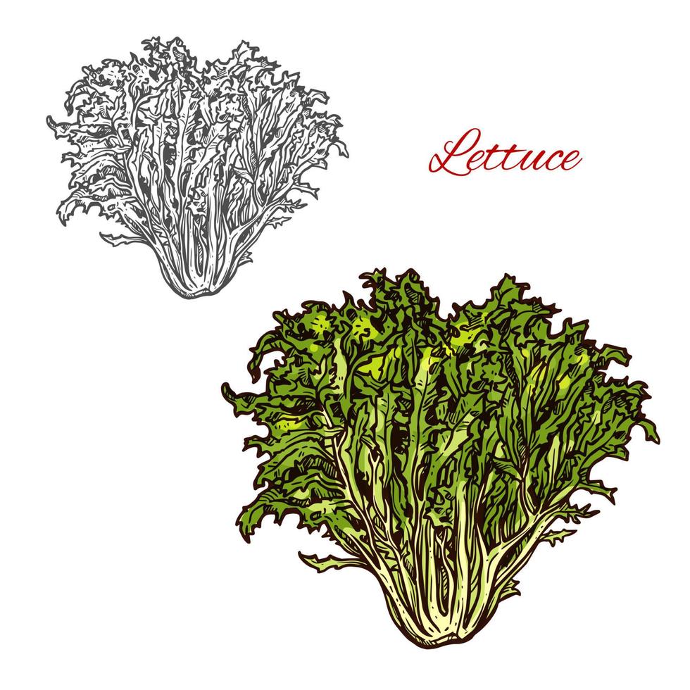 icône de salade de croquis de vecteur de laitue