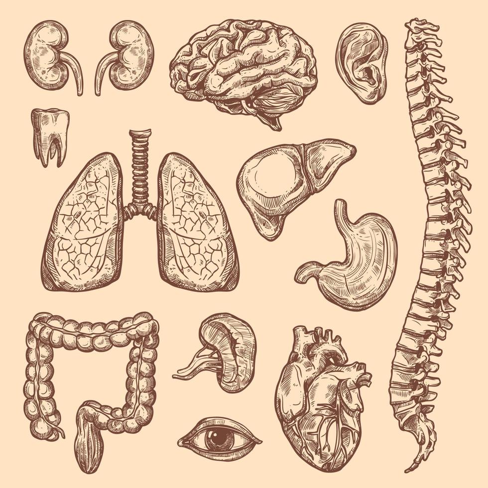 organes humains vecteur croquis icônes d'anatomie du corps