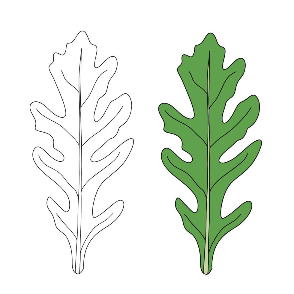 croquis de roquette fraîche, salade de roquette de style plat et dessiné à la main. illustration vectorielle vecteur