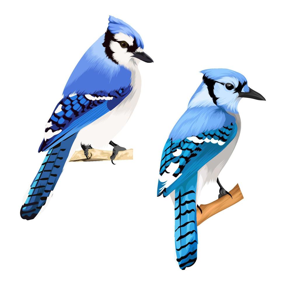 vecteur de deux oiseaux geai bleu