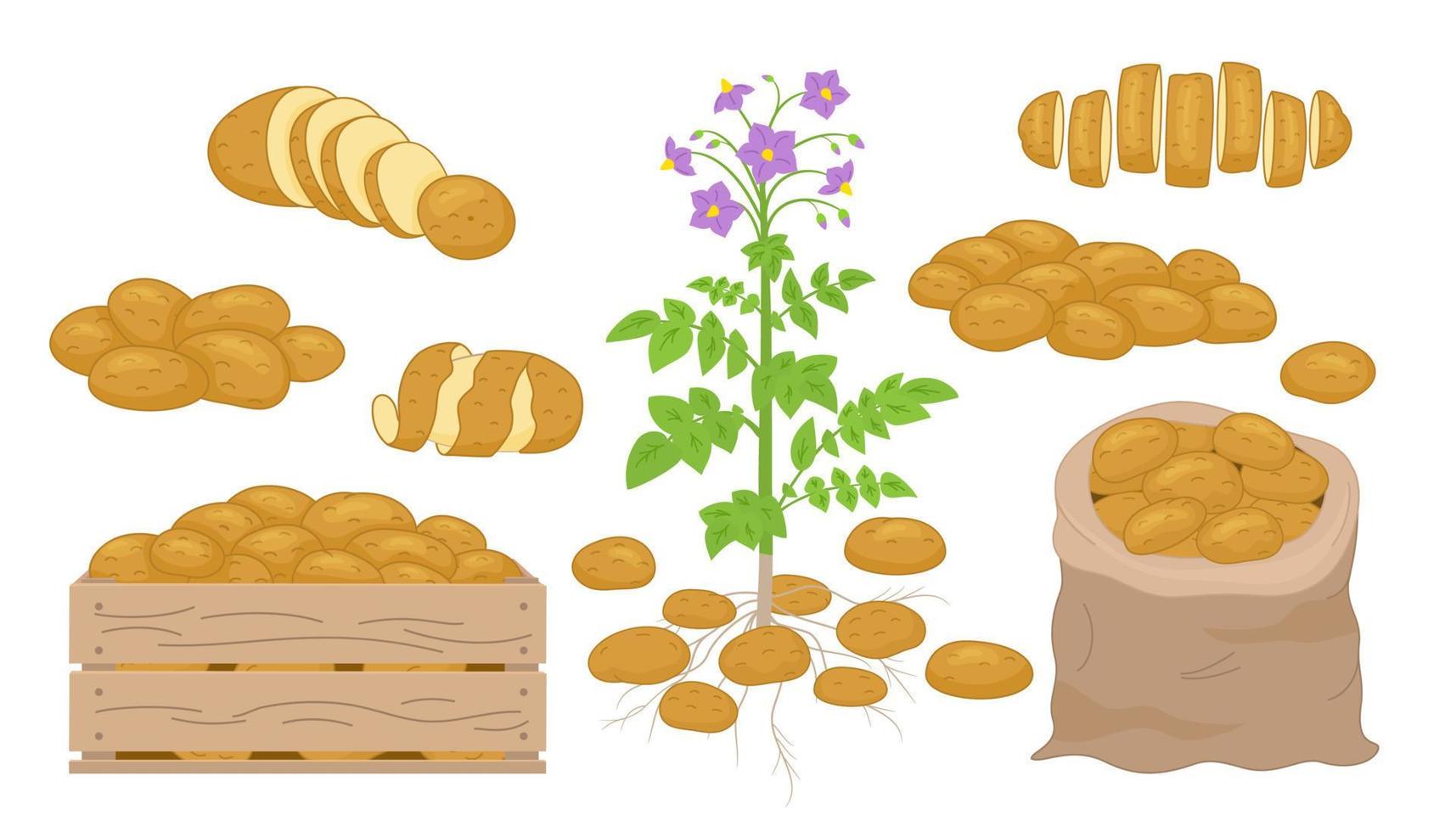 illustration vectorielle de l'ensemble de produits à base de pommes de terre. frites, crêpes, frites, pommes de terre entières dans un style réaliste de dessin animé. récolter les icônes de légumes. vecteur