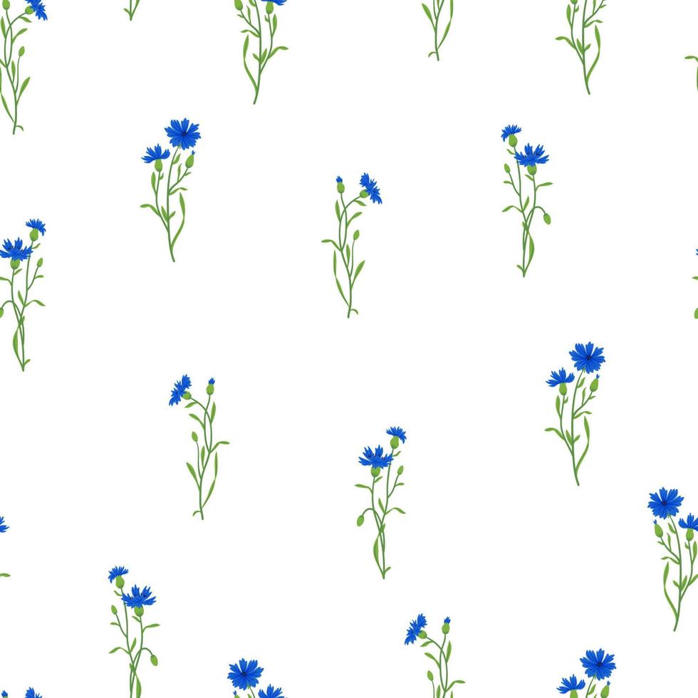 modèle sans couture de vecteur de champ de bleuet. fleur de prairie sauvage d'été, texture de plante de miel. fond bleu centaurée. conception florale botanique centaurea pour textile, tissu, emballage