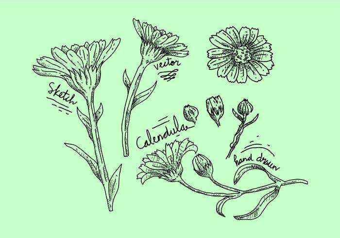 Illustration vectorielle libre de calendula vecteur