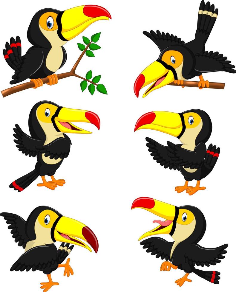 la collection de toucan à bec jaune avec les différentes poses vecteur