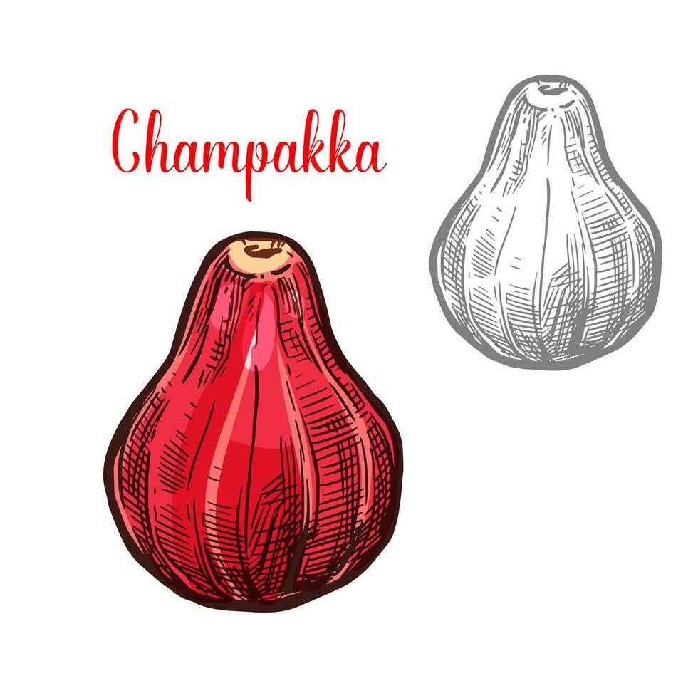 champakka vecteur croquis icône de coupe de fruits