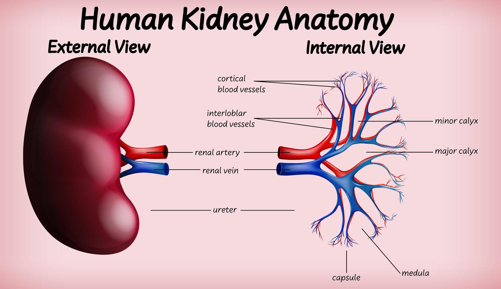 conception de l'anatomie médicale du rein humain vecteur