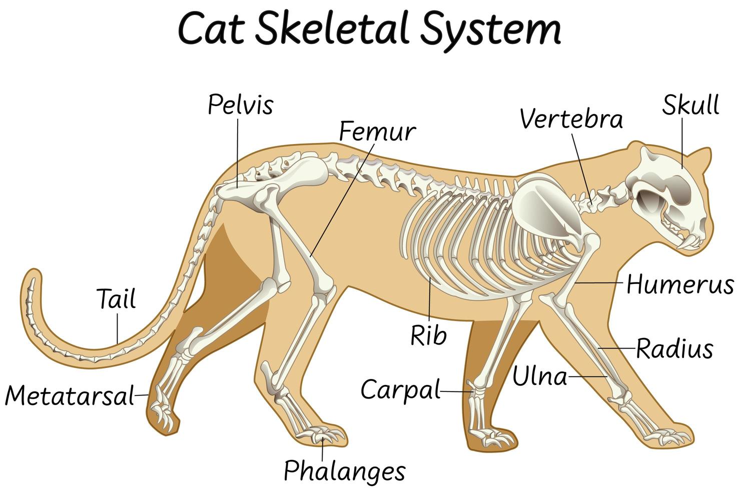 anatomie de la conception du système squelettique d'un chat vecteur