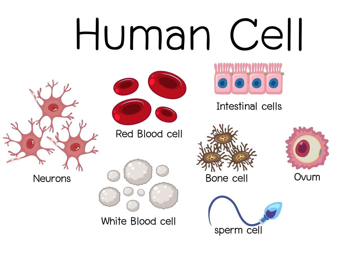 conception de diagramme de cellules humaines vecteur