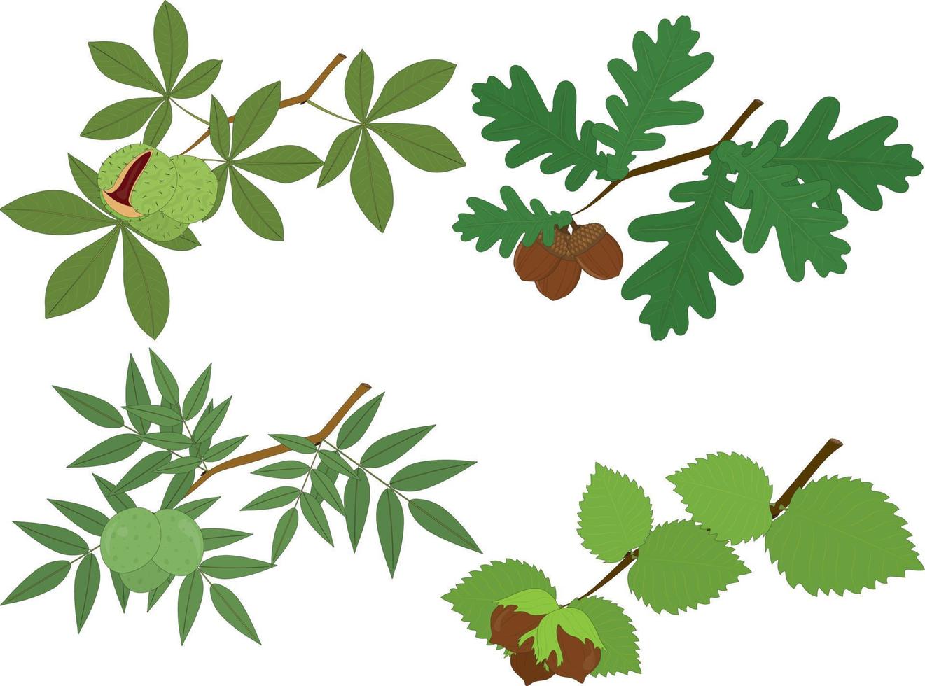 branches de châtaignier, de chêne, de noyer et de noisette avec illustration vectorielle de feuilles et de noix vecteur