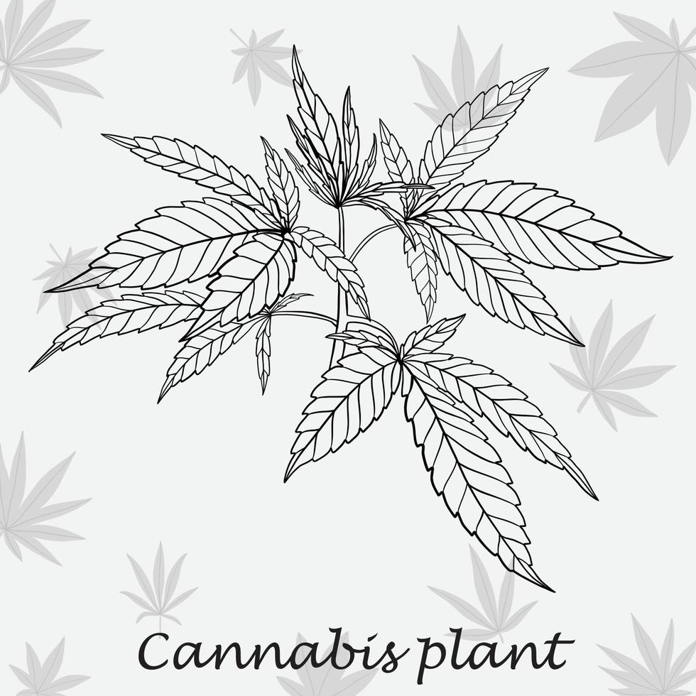 conception plate de dessin à main levée de plante de cannabis de simplicité. vecteur