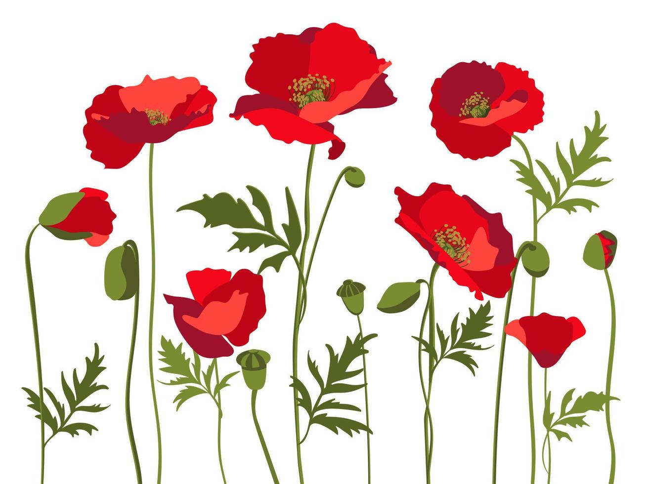 Ensemble vectoriel de coquelicots rouges avec feuilles et tiges, isolés sur fond blanc.