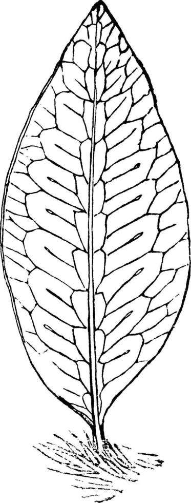 illustration vintage de polypodium lycopodioides owariense. vecteur